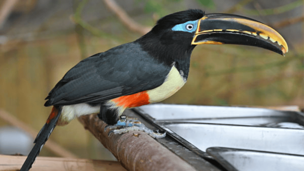Vocal Species
