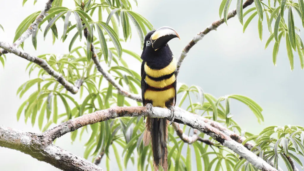 Vocalization and Status of the Many-banded Aracari