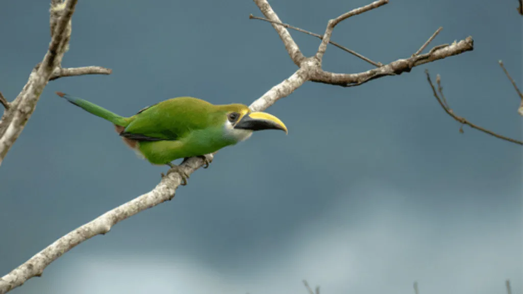 Vocalizations and Status of the Wagler's Toucanet