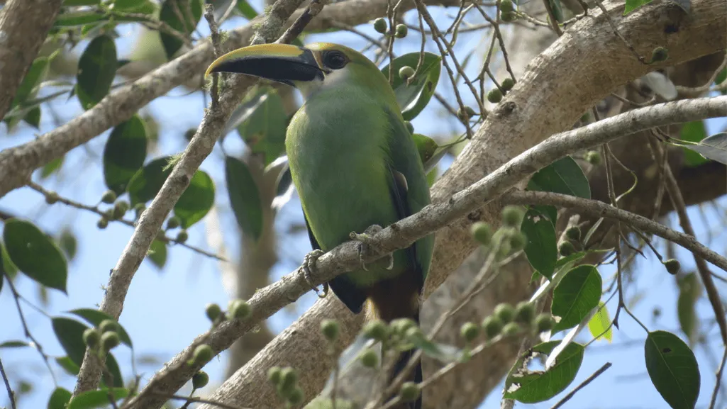Waglers Toucanet
