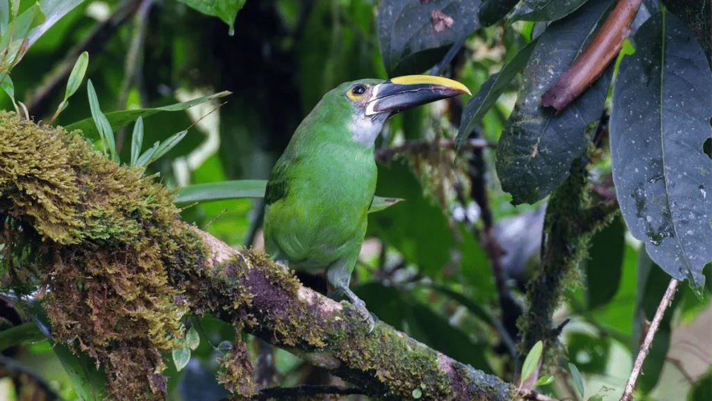 White-throated Toucanet