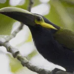Yellow-eared Toucanet