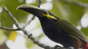 Yellow-eared Toucanet