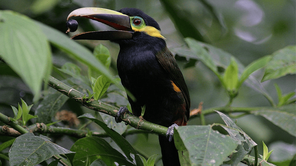 Yellow-eared Toucanet