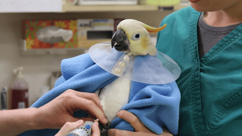 avian vet clinic