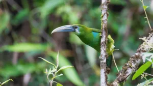 blue banded toucanet aulacorhynchus coeruleicinctis