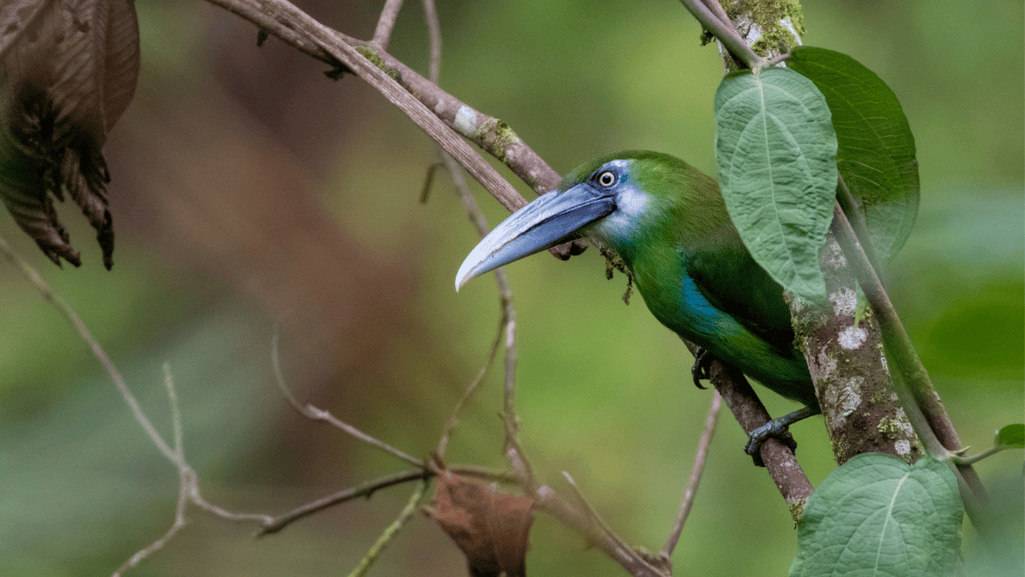 blue banded toucanet