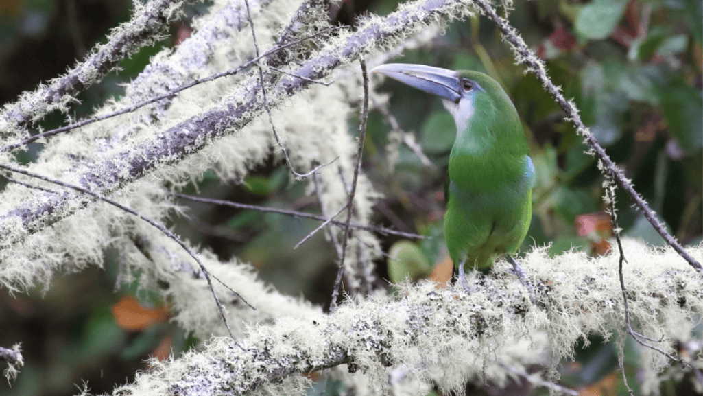 blue banded toucanet