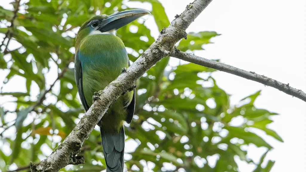 blue banded toucanet