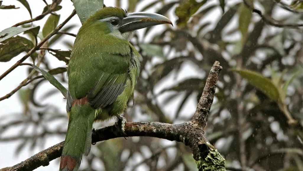 blue banded toucanet