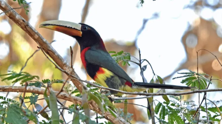 brown mandibled aracari