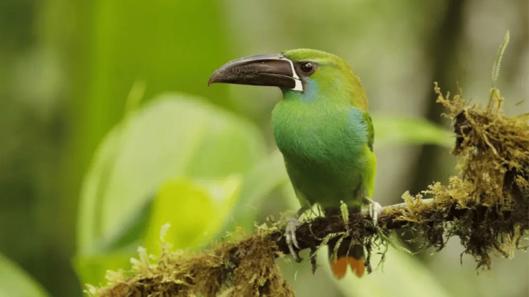 chestnut tipped toucanet aulacorhynchus derbianus