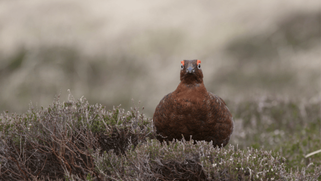 game bird veterinarian services