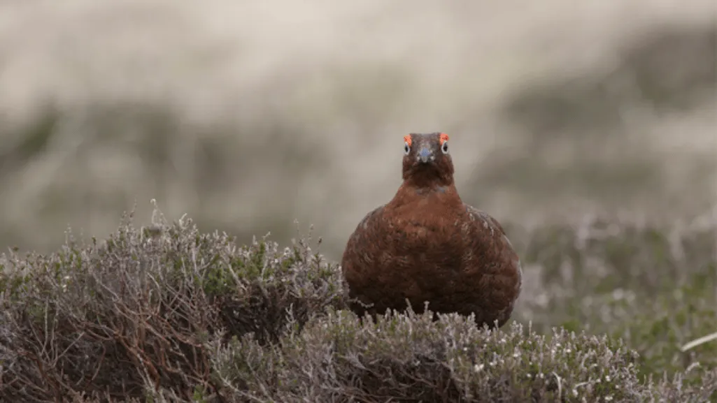 game bird veterinarian services