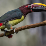 green aracari pteroglossus viridis