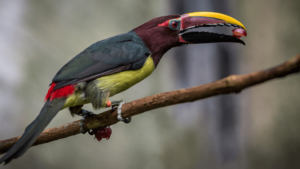 green aracari pteroglossus viridis