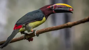 green aracari pteroglossus viridis