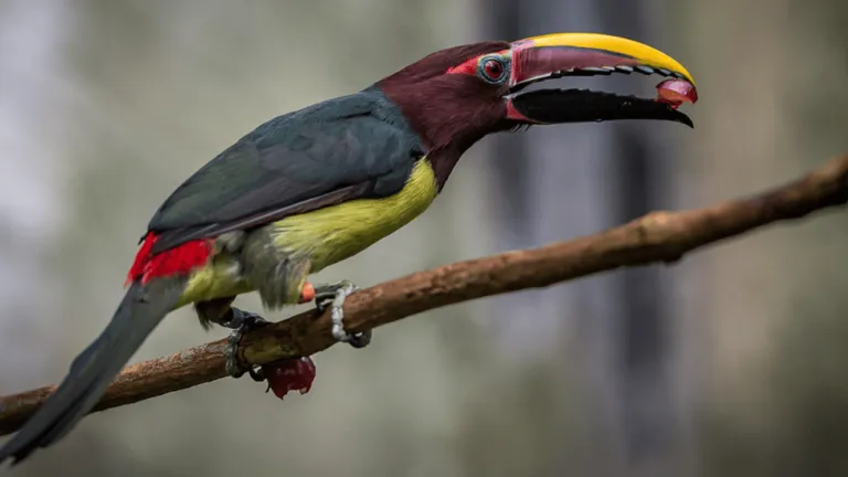 green aracari pteroglossus viridis