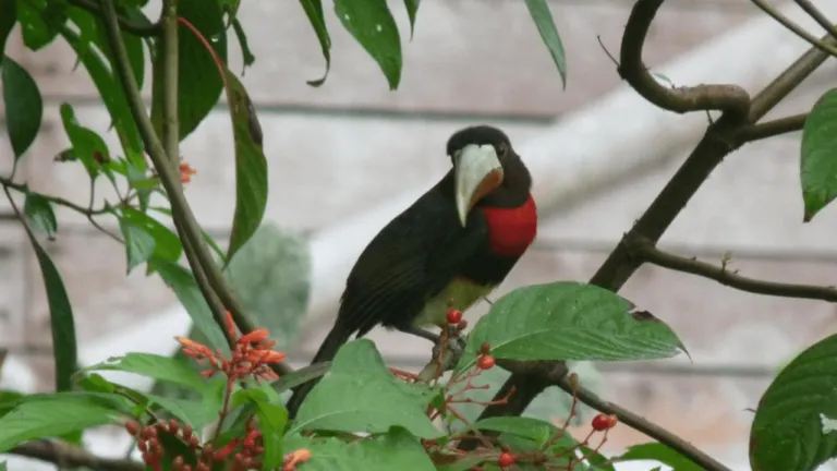 ivory billed aracari