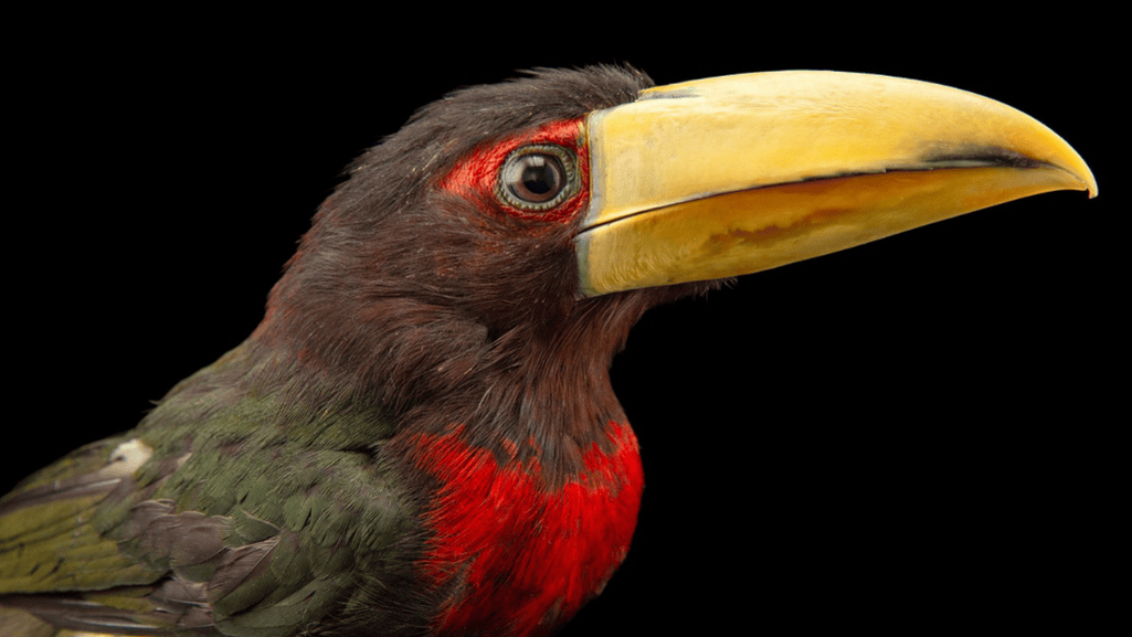 ivory billed aracari