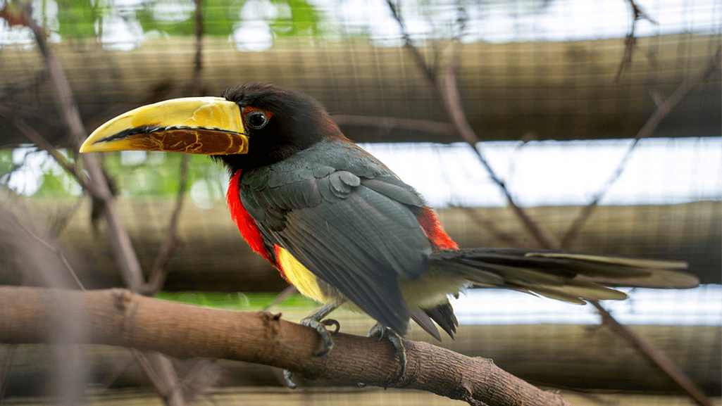 ivory billed aracari