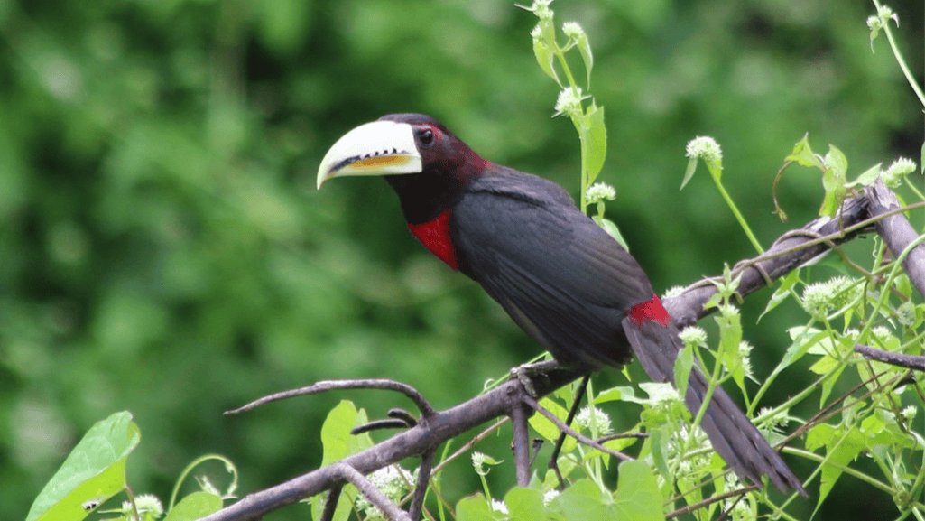 ivory billed aracari