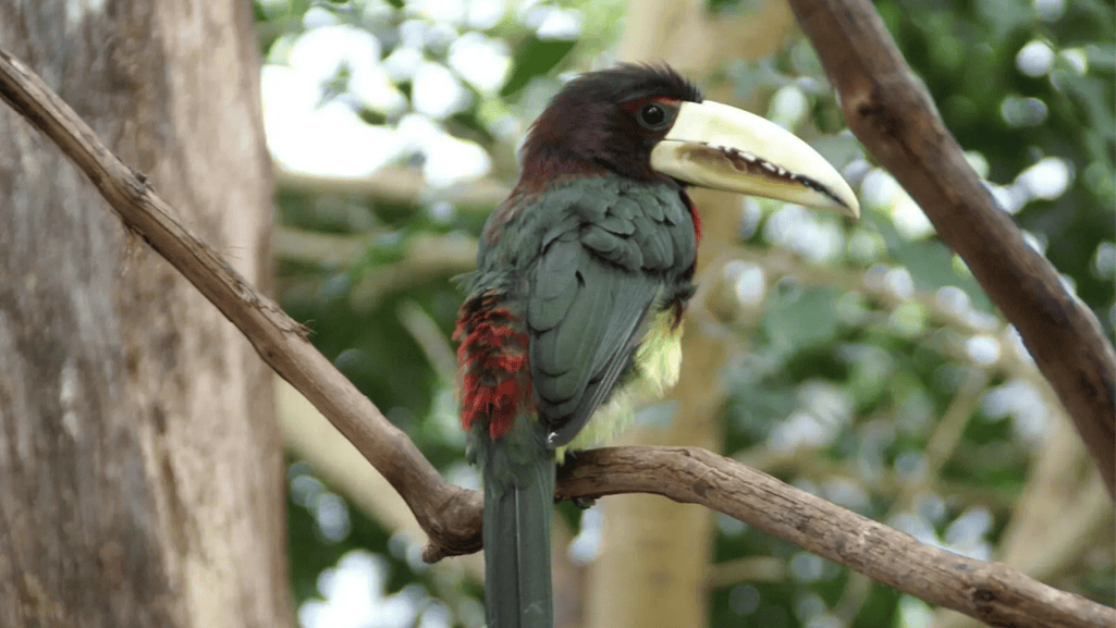 ivory billed aracari