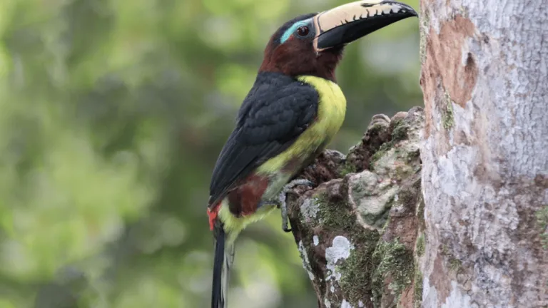 lettered aracari pteroglossus inscriptus