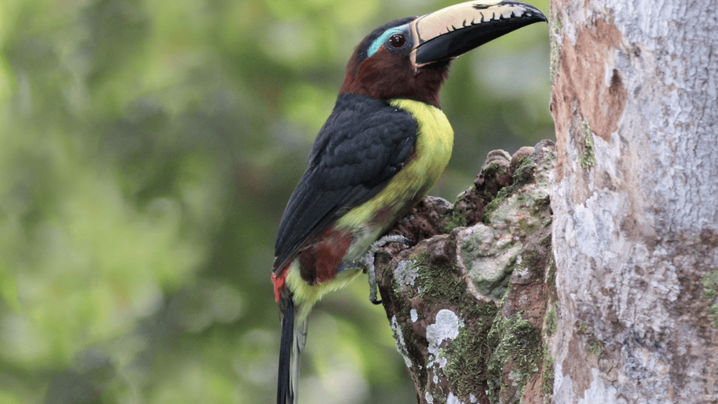 lettered aracari pteroglossus inscriptus