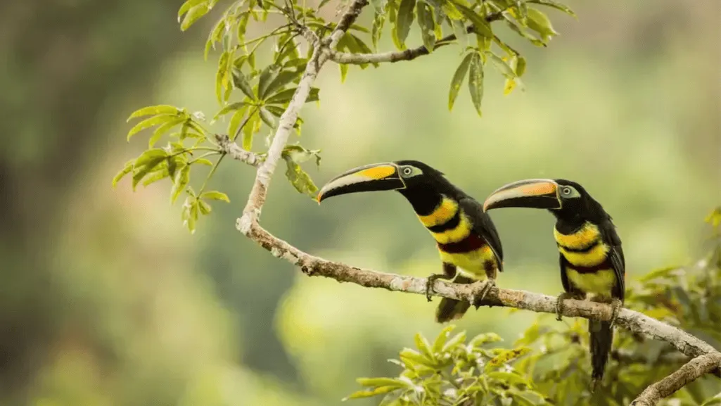 many-banded aracari