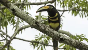 many banded aracari pteroglossus pluricinctus