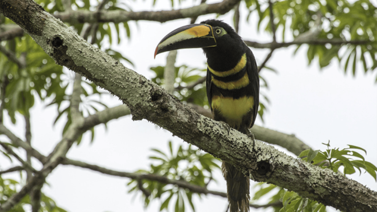 many banded aracari pteroglossus pluricinctus