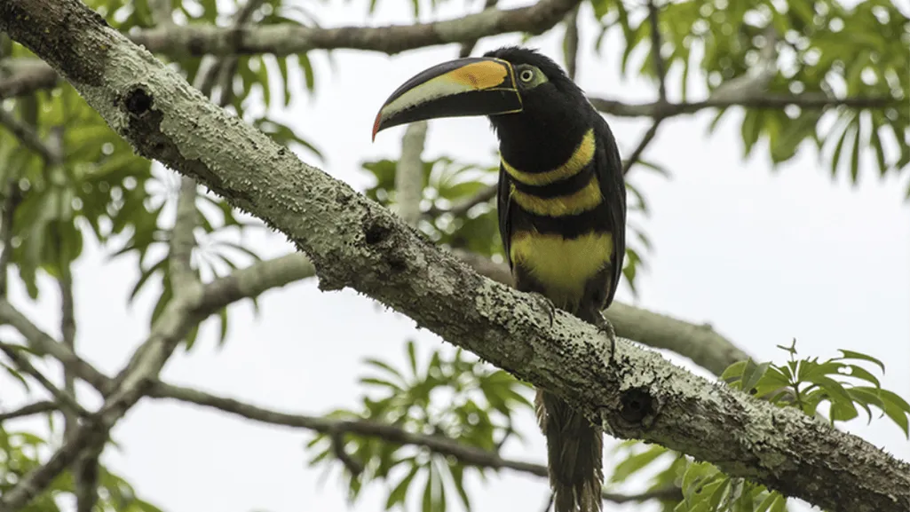 many banded aracari pteroglossus pluricinctus