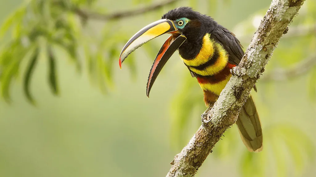 many-banded aracari