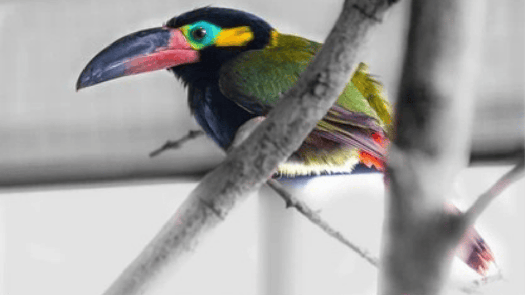 rainforest conservation