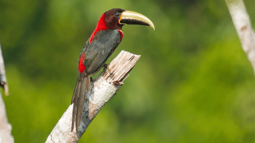 red-necked aracari description and red necked araicar pteroglossus bitorquatus