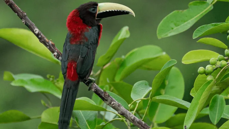 red necked araicar