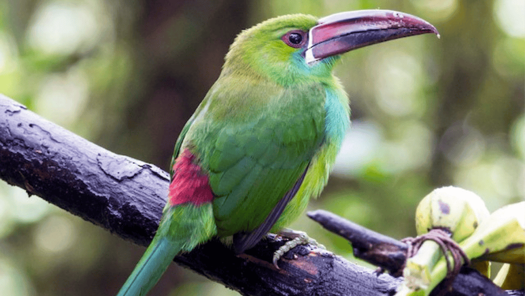 tepui toucanet