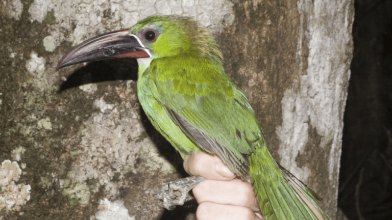 tepui toucanet