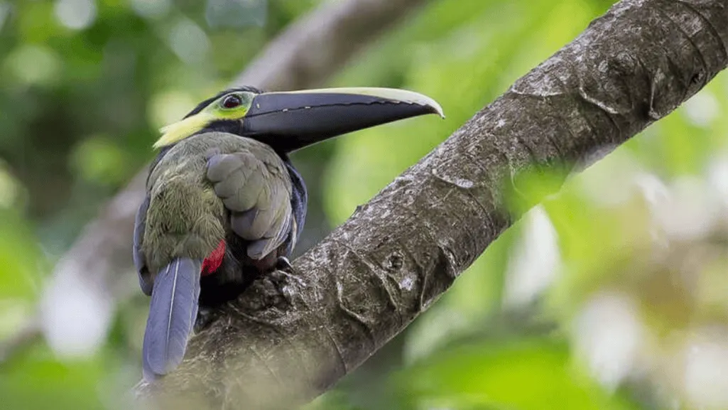 yellow browed toucanet aulacorhynchus huallagae