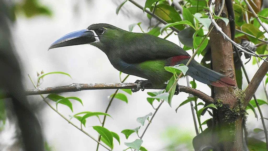 yellow browed toucanet