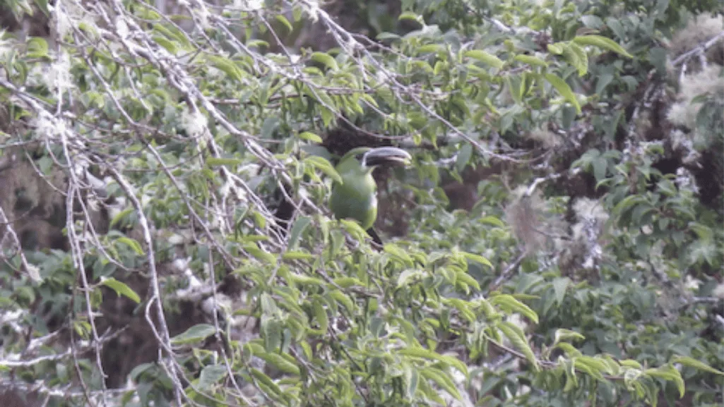yellow browed toucanet