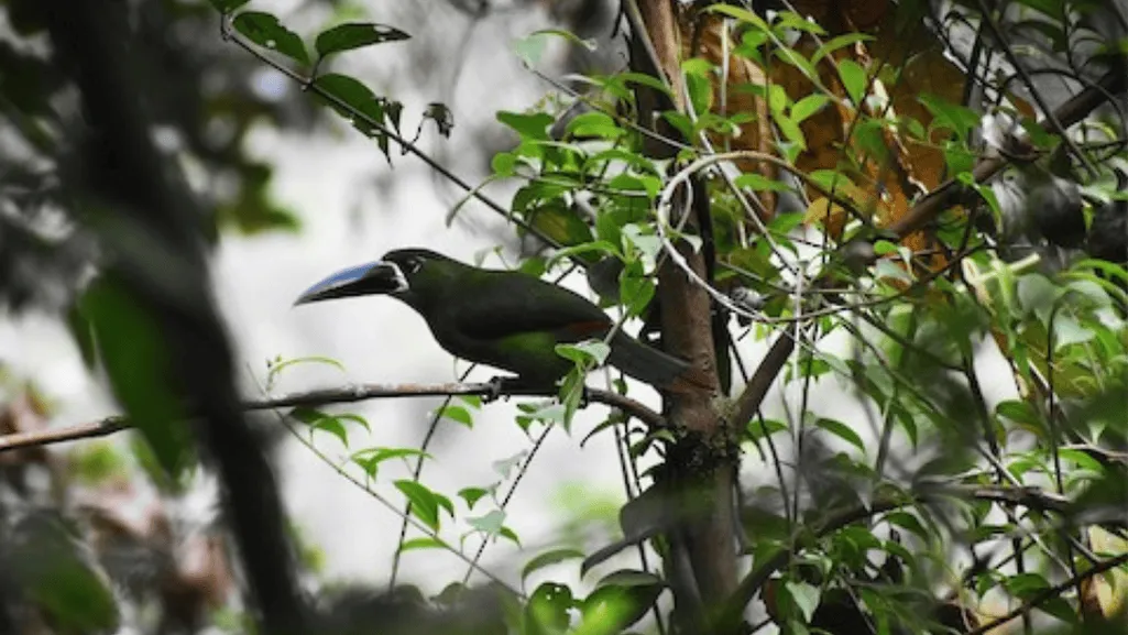 yellow browed toucanet