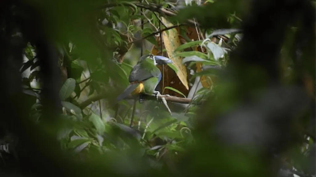 yellow browed toucanet