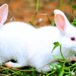Albino Rabbit Health Problems