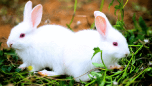 Albino Rabbit Health Problems