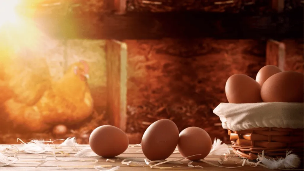 Artificial lighting for pheasant egg production