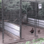 Aviary Design for Pheasants