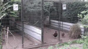 Aviary Design for Pheasants