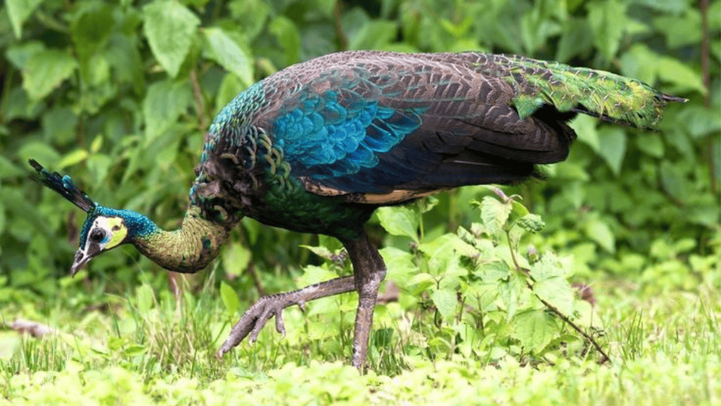 Behavior and Ecology of Green Peafowl